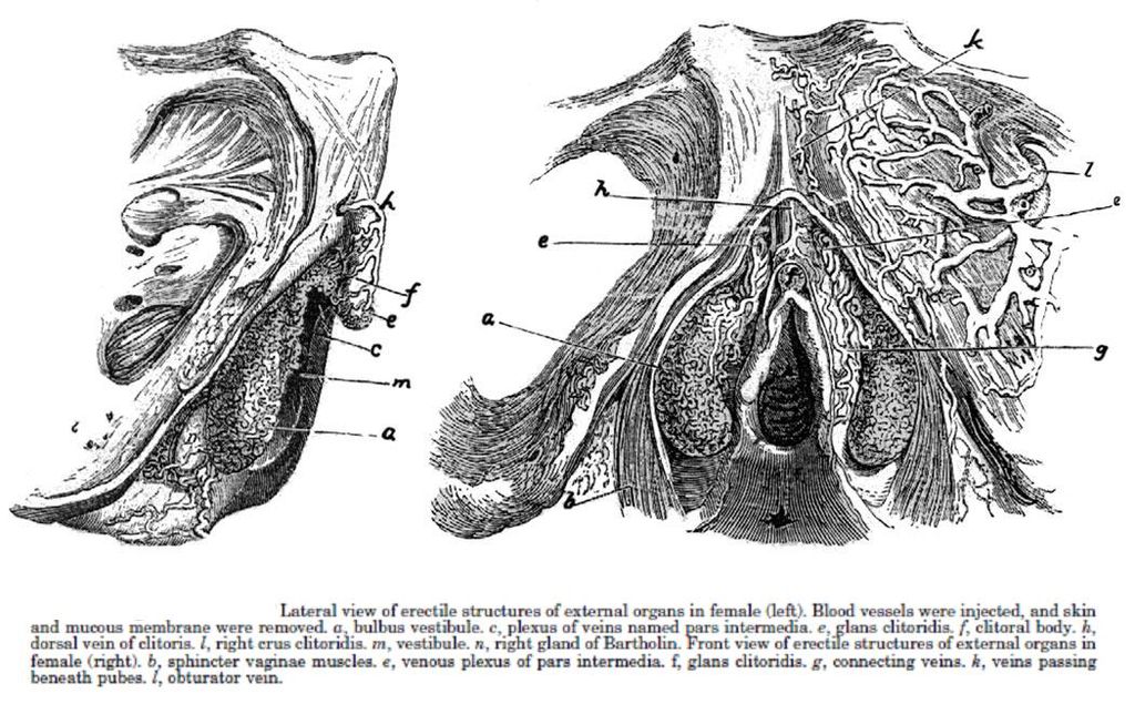 A csikló anatómiája George Ludwig Kobelt szerint 1844-ben